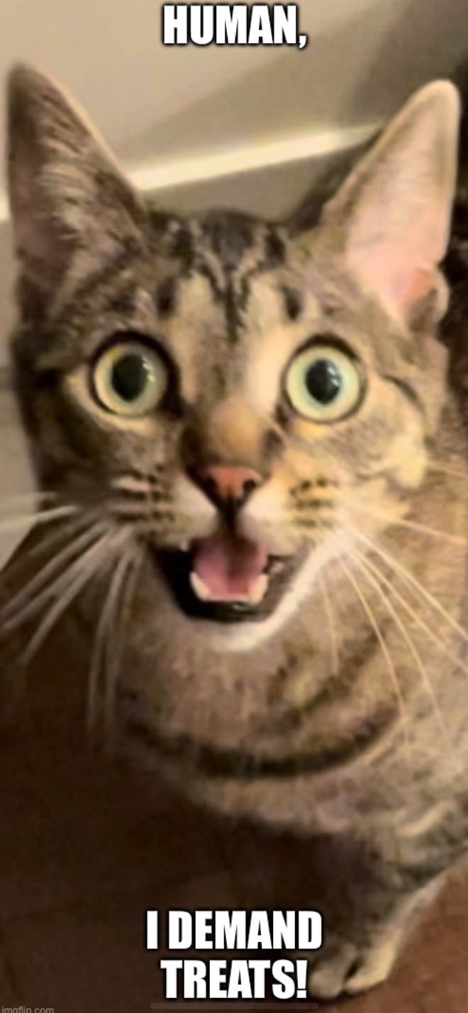 imaflin.com HUMAN, I DEMAND TREATS!
