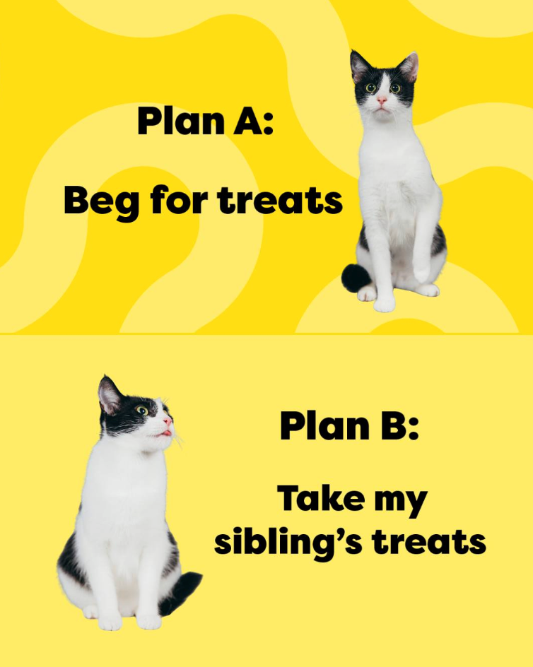 Plan A: Beg for treats Plan B: Take my sibling's treats