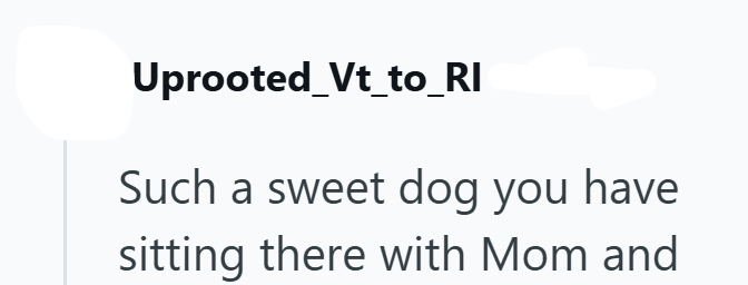Uprooted_Vt_to_RI Such a sweet dog you have sitting there with Mom and
