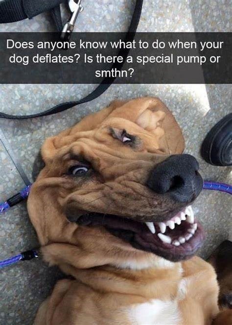 Does anyone know what to do when your dog deflates? Is there a special pump or smthn?