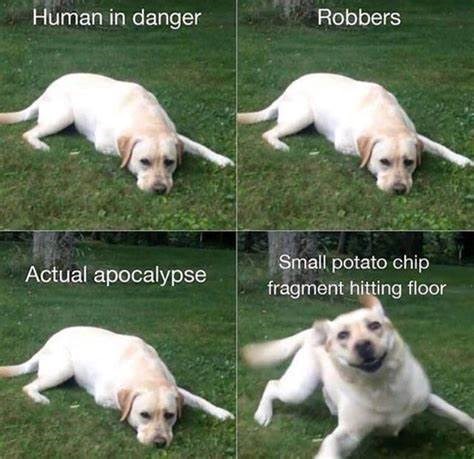 Human in danger Robbers Actual apocalypse Small potato chip fragment hitting floor