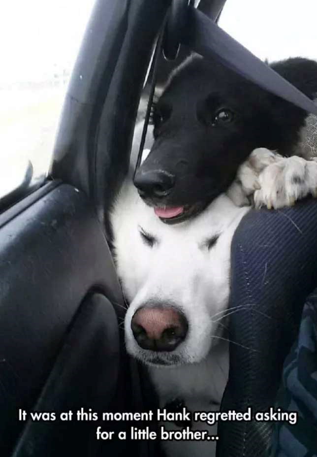 It was at this moment Hank regretted asking for a little brother...