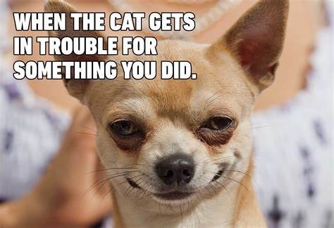 WHEN THE CAT GETS IN TROUBLE FOR SOMETHING YOU DID.