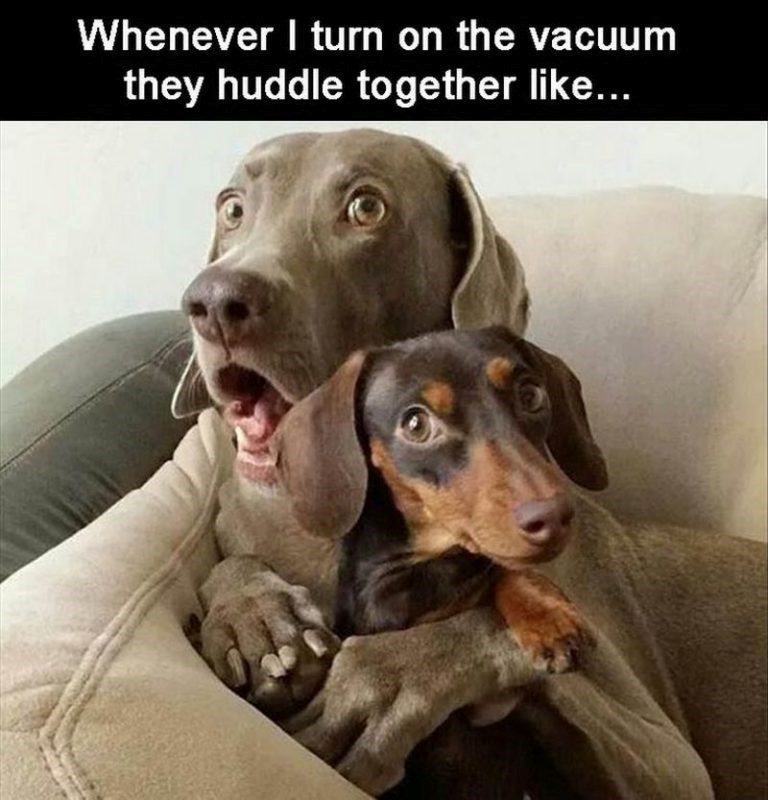 Whenever I turn on the vacuum they huddle together like...