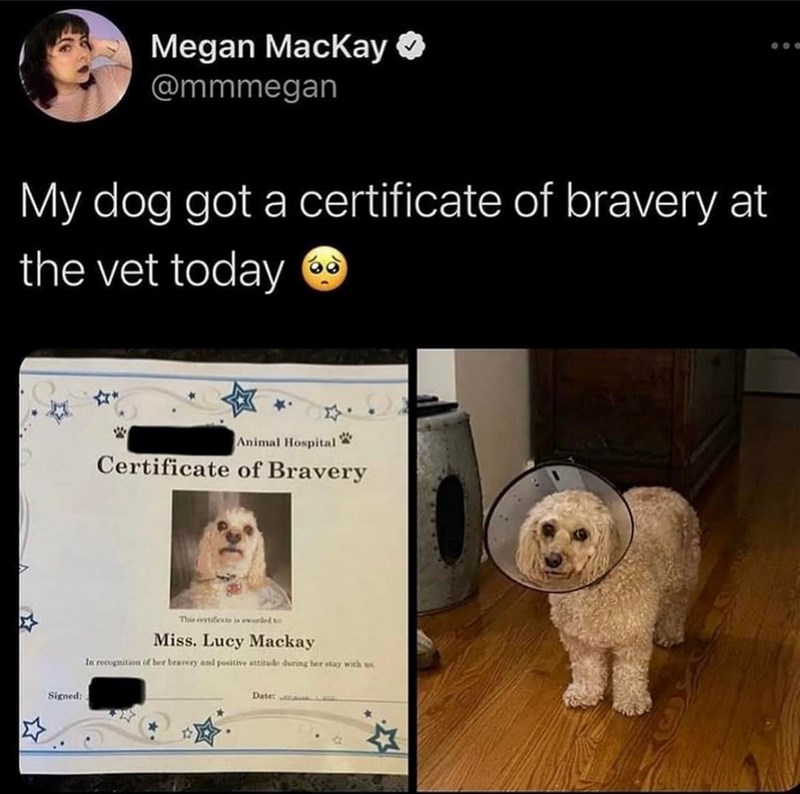Megan MacKay @mmmegan My dog got a certificate of bravery at the vet today Signed: Animal Hospital Certificate of Bravery This rertificate is awarded t Miss. Lucy Mackay In recognition of her bravery and positive attitude during her stay with w Date: 600