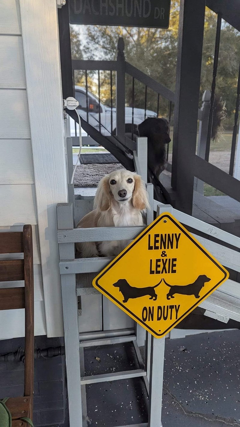 ACHSHUND DR LENNY & LEXIE ON DUTY