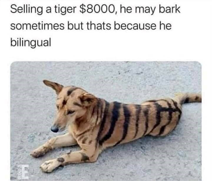 Selling a tiger $8000, he may bark sometimes but thats because he bilingual PARIEN E