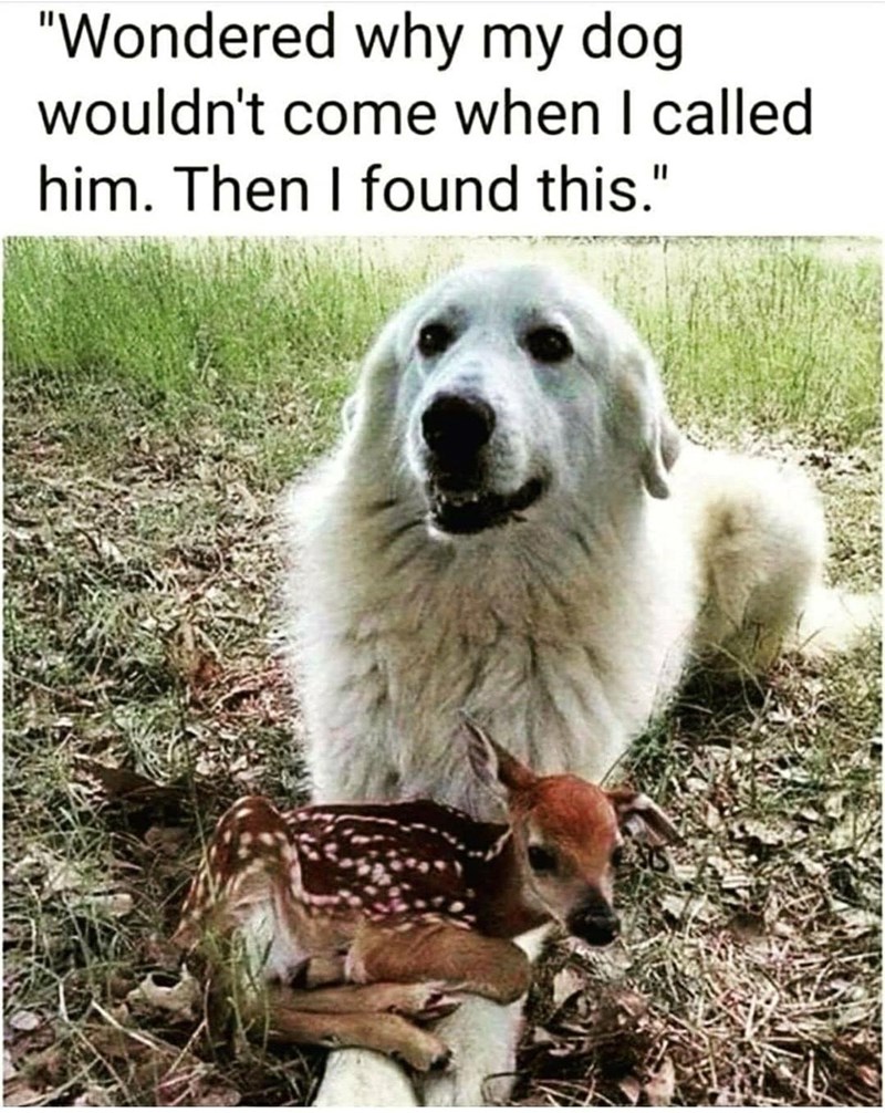 "Wondered why my dog wouldn't come when I called him. Then I found this."