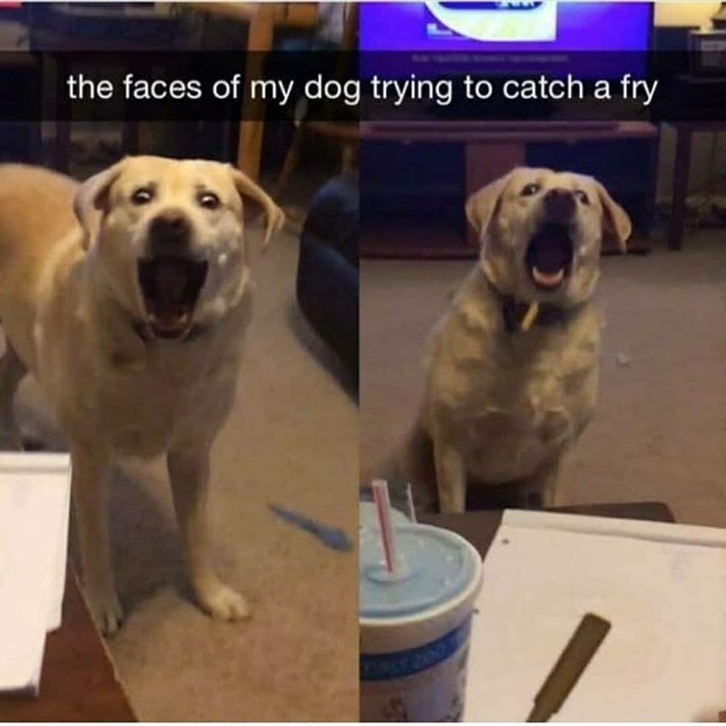 the faces of my dog trying to catch a fry