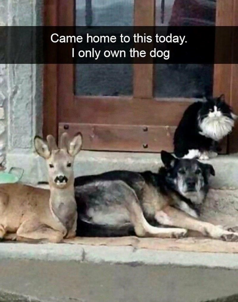 Came home to this today. I only own the dog