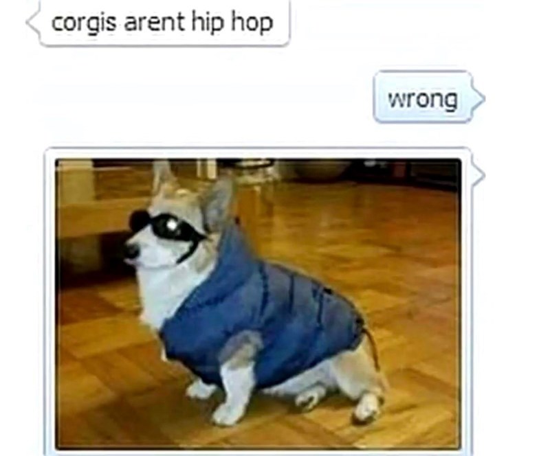 corgis arent hip hop wrong