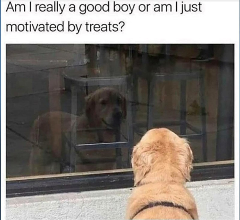 Am I really a good boy or am I just motivated by treats?