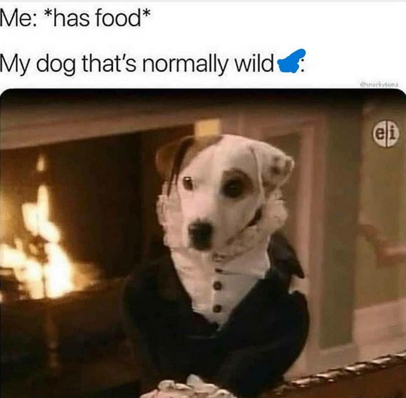 Me: *has food* My dog that's normally wild snarkytuna