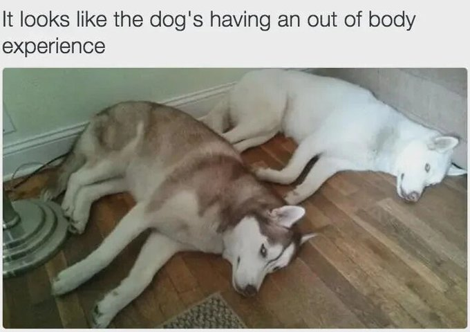 It looks like the dog's having an out of body experience