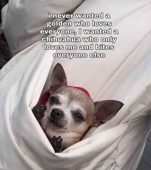 i never wanted a golden who loves everyone, I wanted a chihuahua who only loves me and bites everyone else