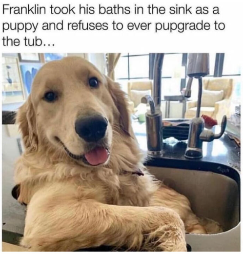 Franklin took his baths in the sink as a puppy and refuses to ever pupgrade to the tub...