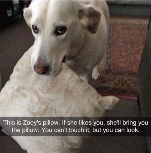 This is Zoey's pillow. If she likes you, she'll bring you the pillow. You can't touch it, but you can look.