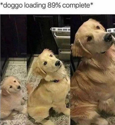 *doggo loading 89% complete* ==