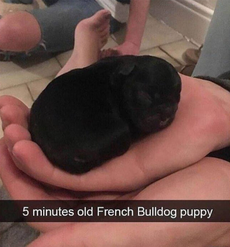 5 minutes old French Bulldog puppy