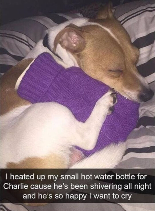 I heated up my small hot water bottle for Charlie cause he's been shivering all night and he's so happy I want to cry