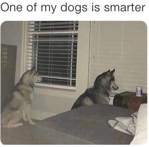One of my dogs is smarter