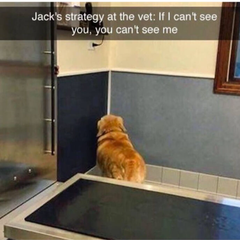 Jack's strategy at the vet: If I can't see you, you can't see me