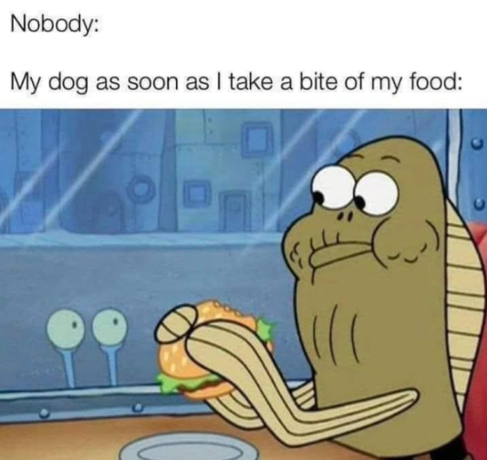 Nobody: My dog as soon as I take a bite of my food: