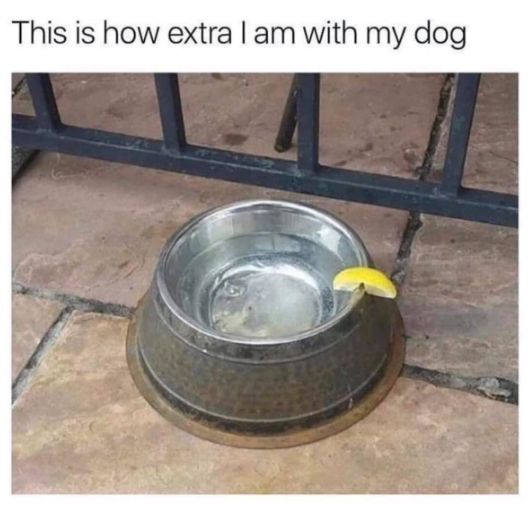 This is how extra I am with my dog