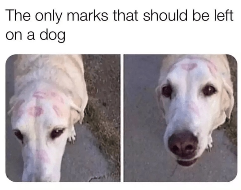 The only marks that should be left on a dog