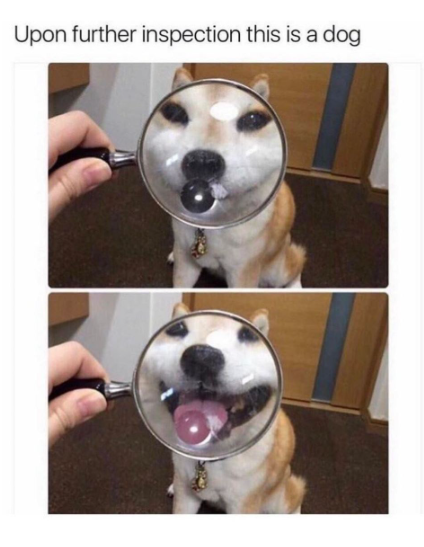 Upon further inspection this is a dog