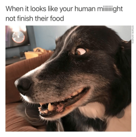 When it looks like your human miiiiiiight not finish their food @tank.sinatra