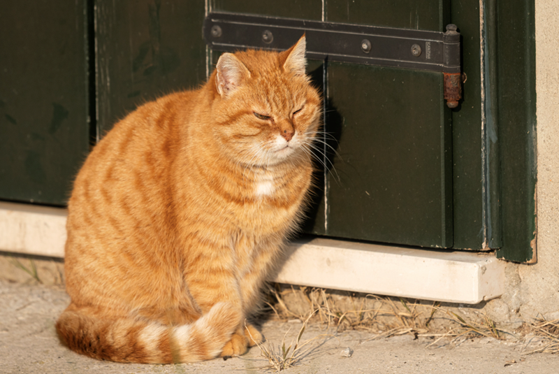 Orange cat named Mustard sitting outside near a green front door after being rescued and welcomed into a safe new home.