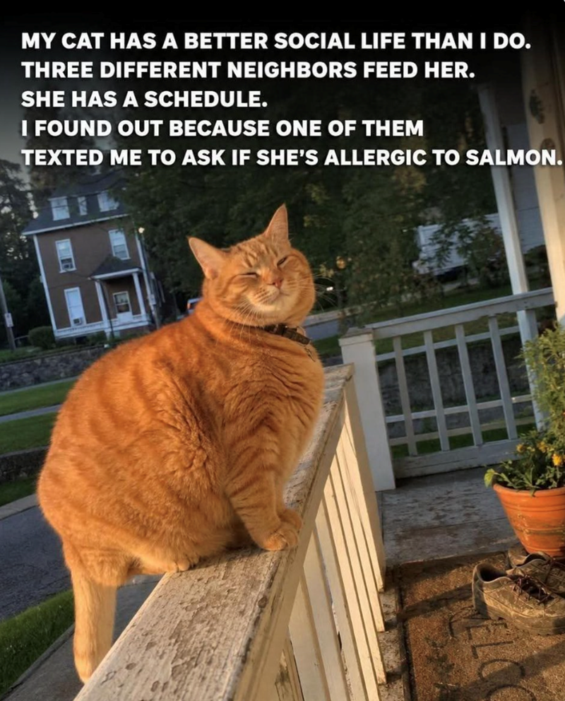 MY CAT HAS A BETTER SOCIAL LIFE THAN I DO. THREE DIFFERENT NEIGHBORS FEED HER. SHE HAS A SCHEDULE. I FOUND OUT BECAUSE ONE OF THEM TEXTED ME TO ASK IF SHE'S ALLERGIC TO SALMON.
