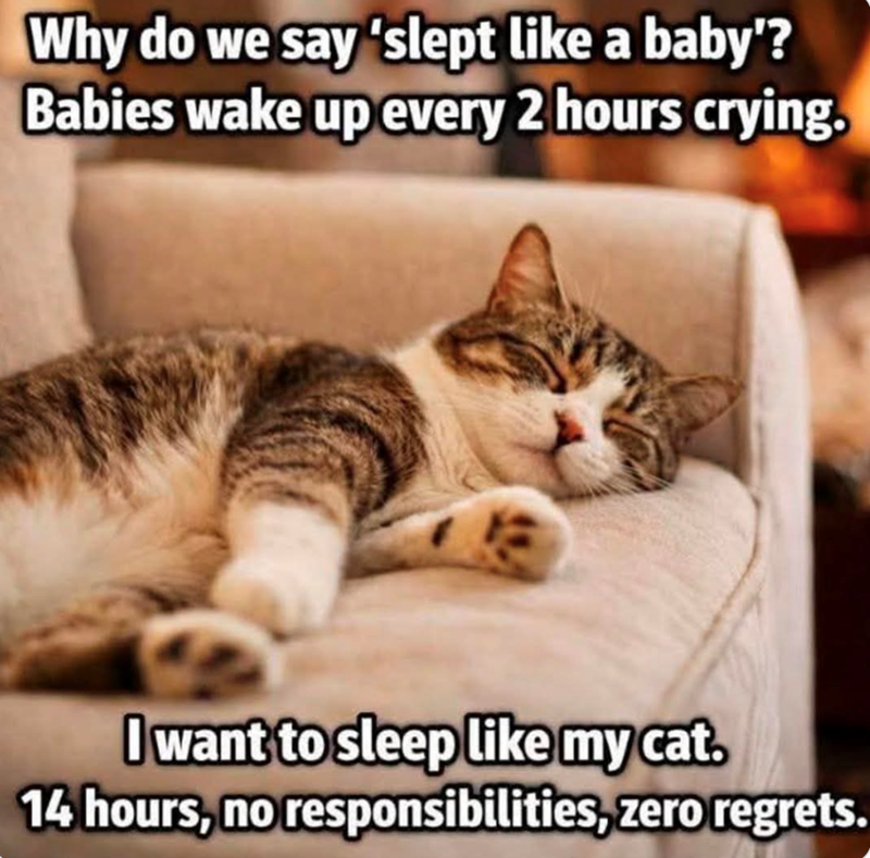 Why do we say 'slept like a baby'? Babies wake up every 2 hours crying. I want to sleep like my cat. 14 hours, no responsibilities, zero regrets.
