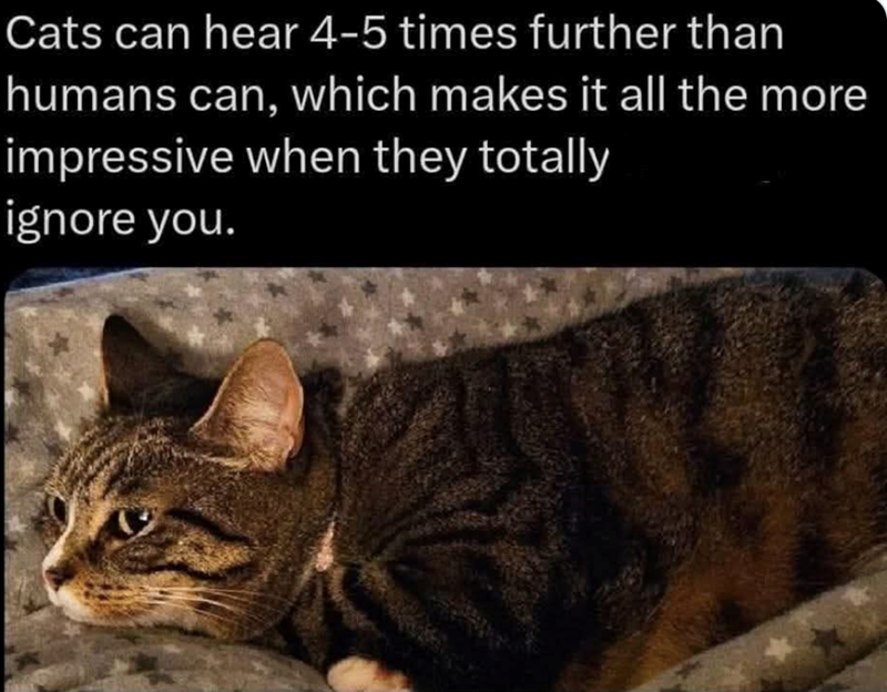Cats can hear 4-5 times further than humans can, which makes it all the more impressive when they totally ignore you.