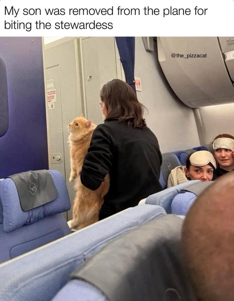 My son was removed from the plane for biting the stewardess @the_pizzacat
