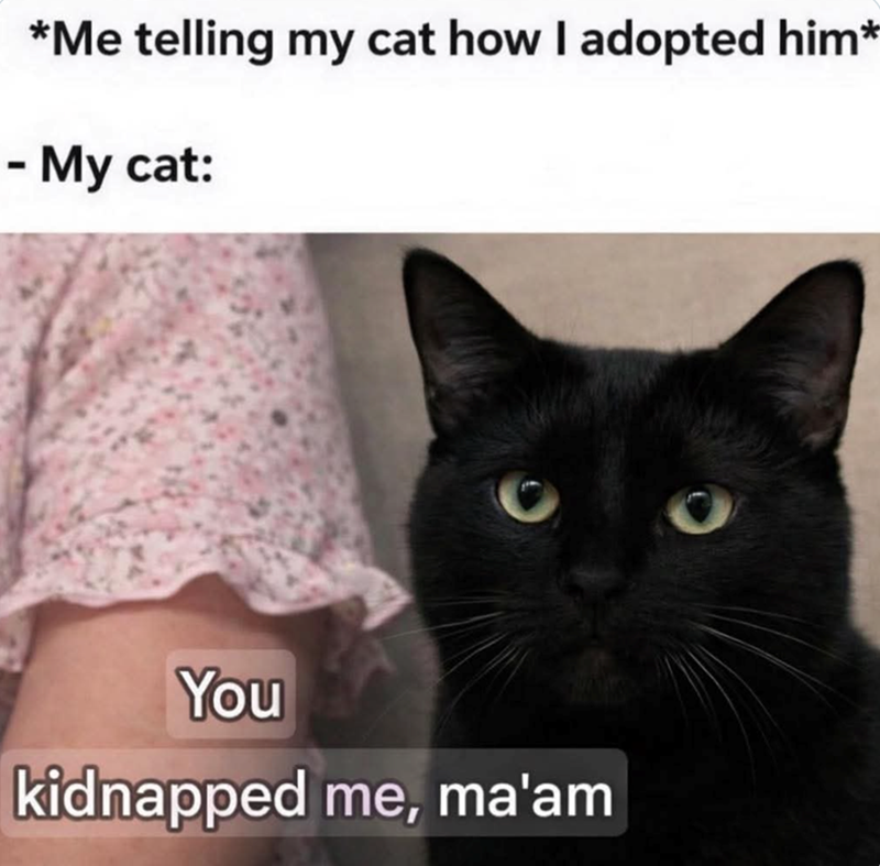 *Me telling my cat how I adopted him* - My cat: You kidnapped me, ma'am