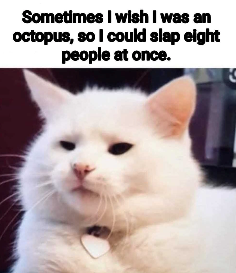 Sometimes I wish I was an octopus, so I could slap eight people at once.