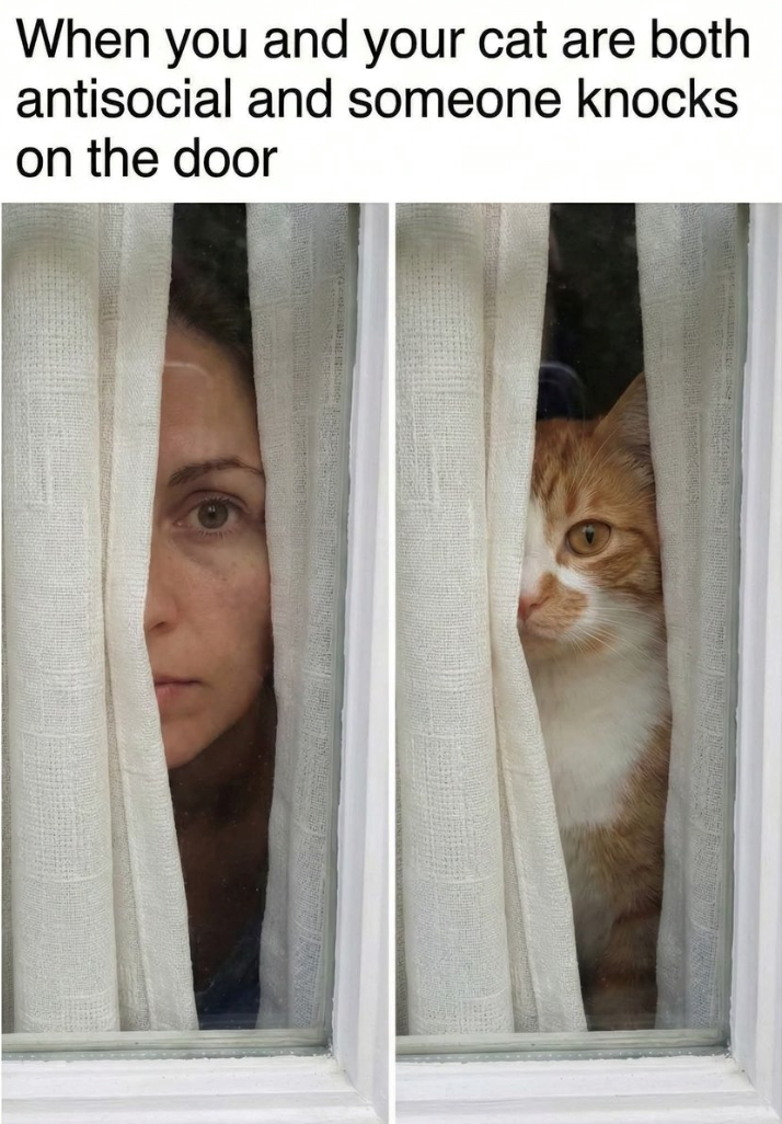 When you and your cat are both antisocial and someone knocks on the door