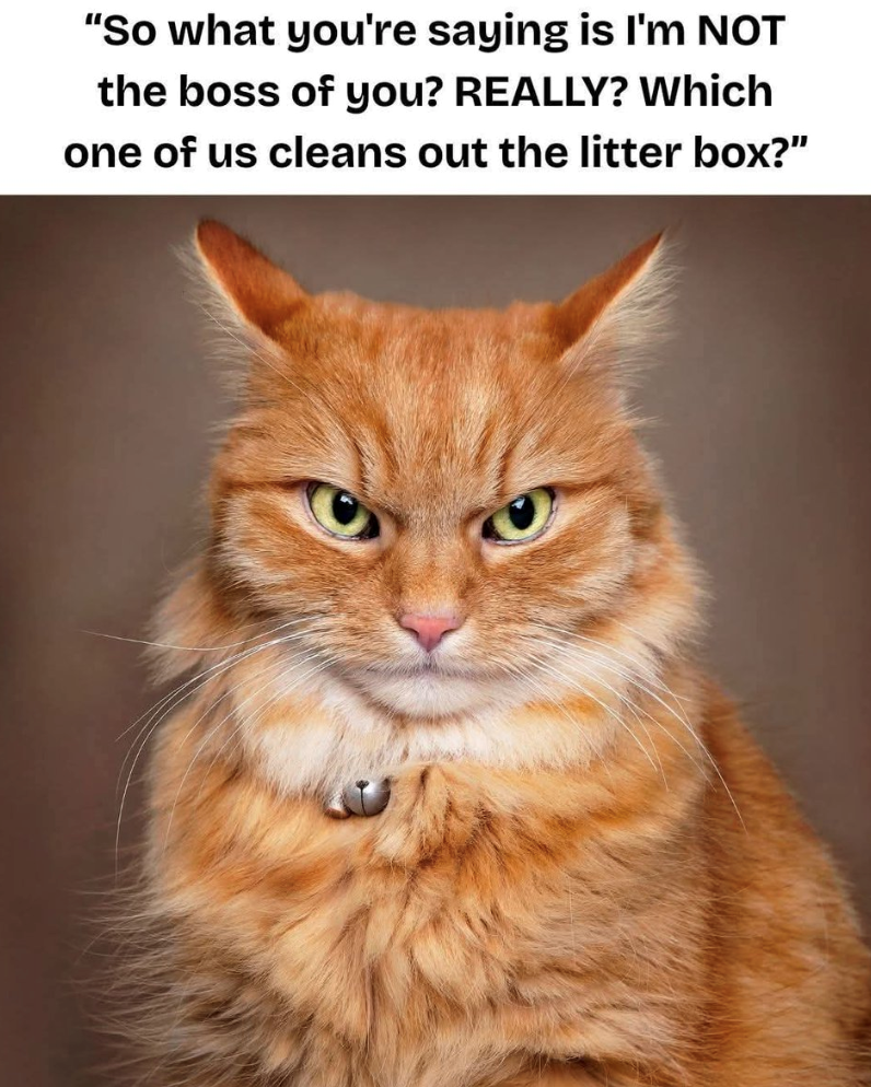 "So what you're saying is I'm NOT the boss of you? REALLY? Which one of us cleans out the litter box?"