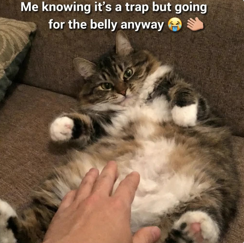 Me knowing it's a trap but going for the belly anyway