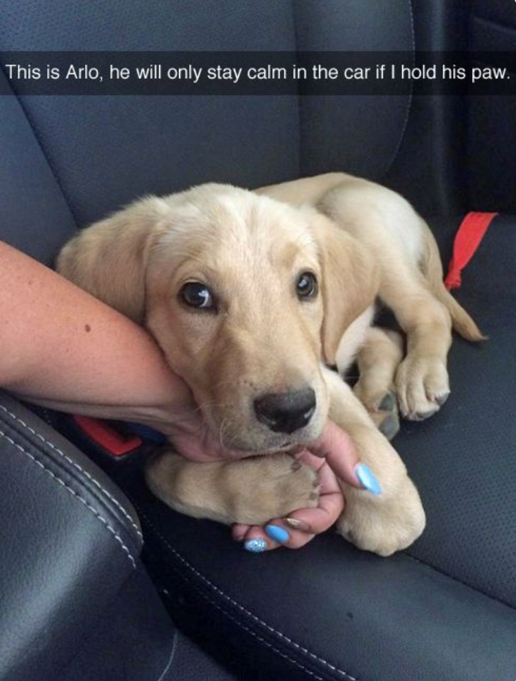 This is Arlo, he will only stay calm in the car if I hold his paw.