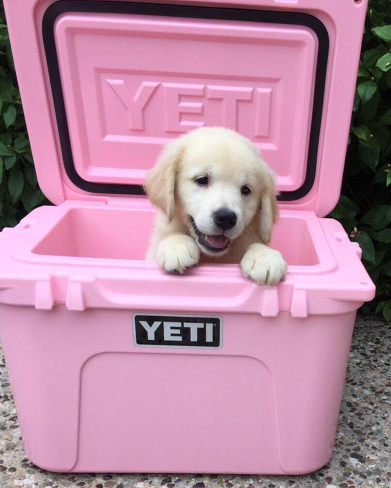 YETI YETI