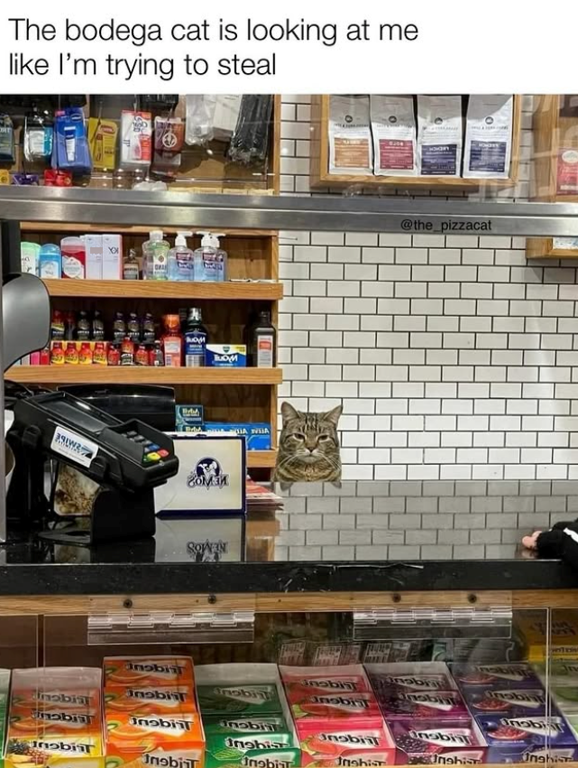 The bodega cat is looking at me like I'm trying to steal BubyM BAWA 391W2 Mx гоми SOWAN @the_pizzacat nobii nobia mobil nobiil nobis Jnobil inobil nabiil Unabiil nobiil Ingbis Inobil Unghis Inahis Jnobi Unabin Jnshis