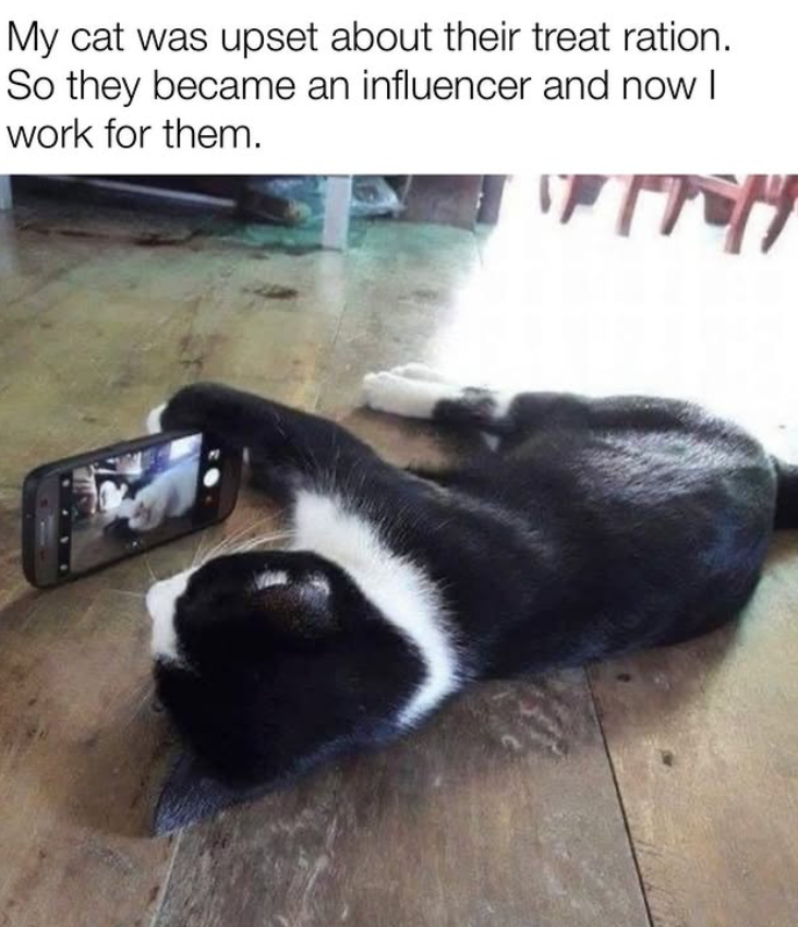 My cat was upset about their treat ration. So they became an influencer and now I work for them.