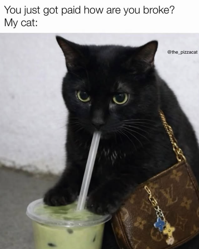You just got paid how are you broke? My cat: Y @the_pizzacat