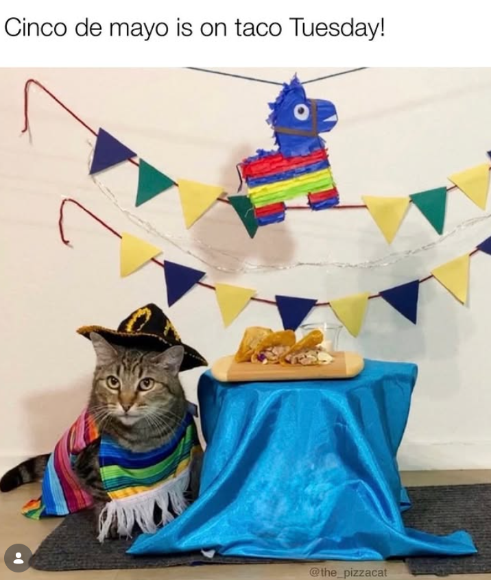 Cinco de mayo is on taco Tuesday! @the_pizzacat