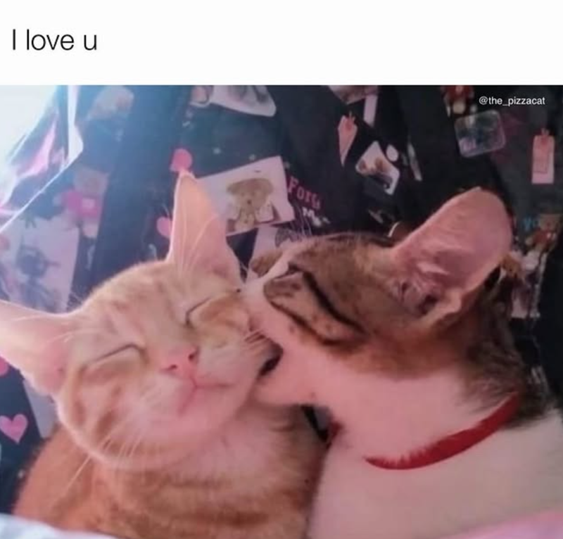I love u Forg @the_pizzacat