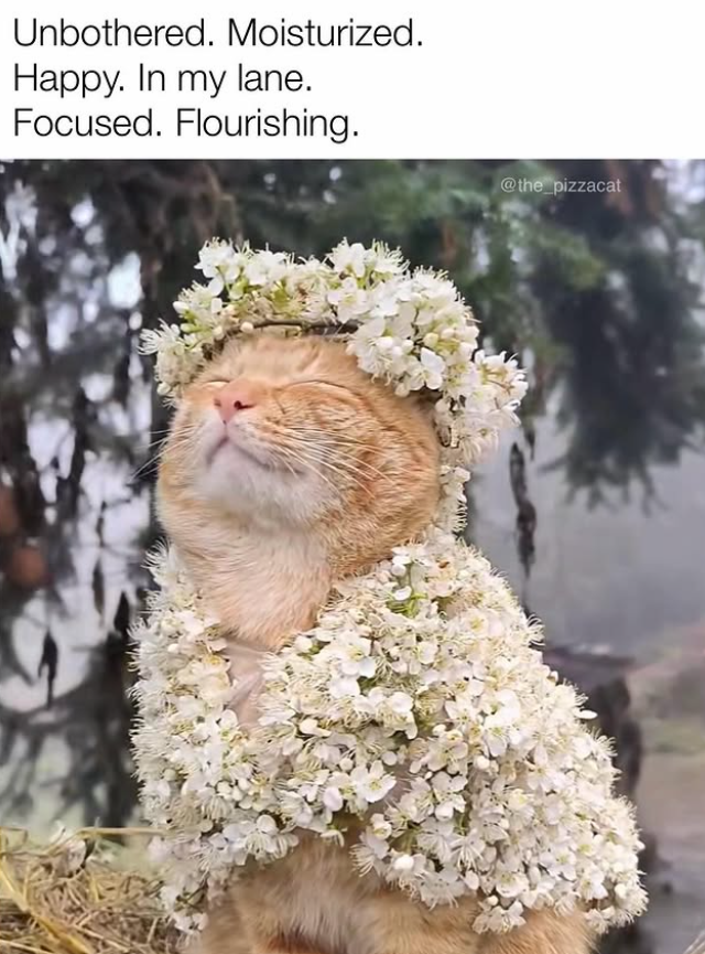 Unbothered. Moisturized. Happy. In my lane. Focused. Flourishing. @the_pizzacat