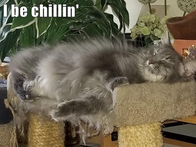 Cheezburger Image 10634074112